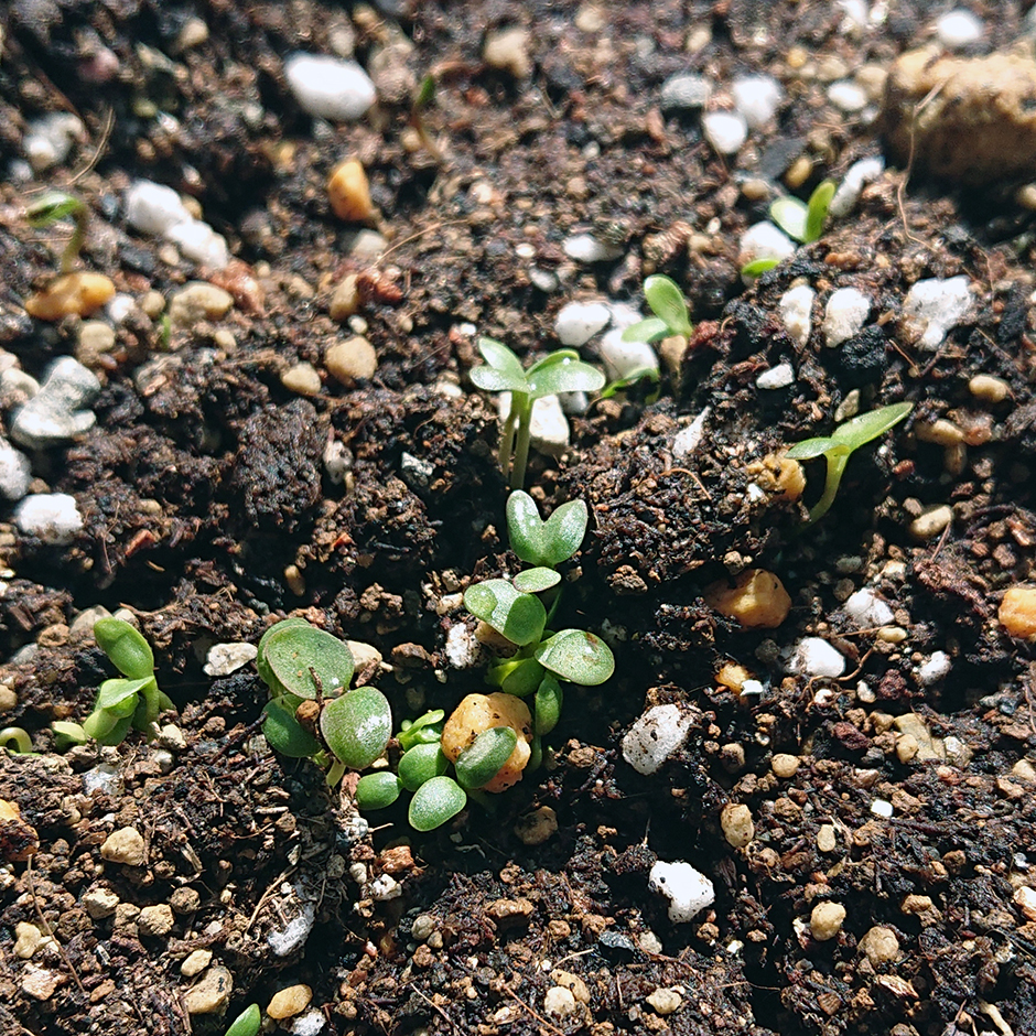 藍のタネを無料配布!