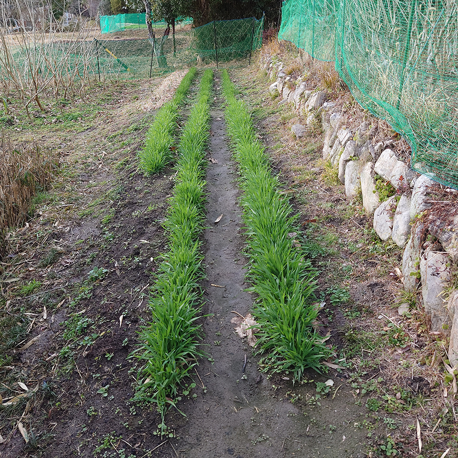 栽培絵日記／24年1月1日（月）晴【初畑】