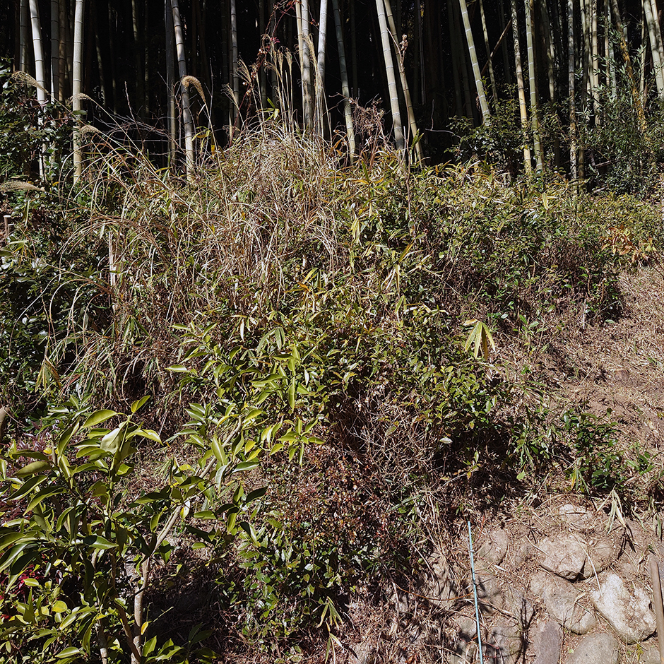 栽培絵日記／24年1月5日（金）晴【斜面の草刈り】