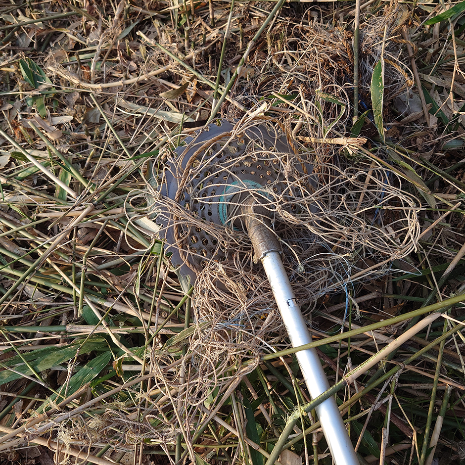 栽培絵日記／24年1月6日（土）晴