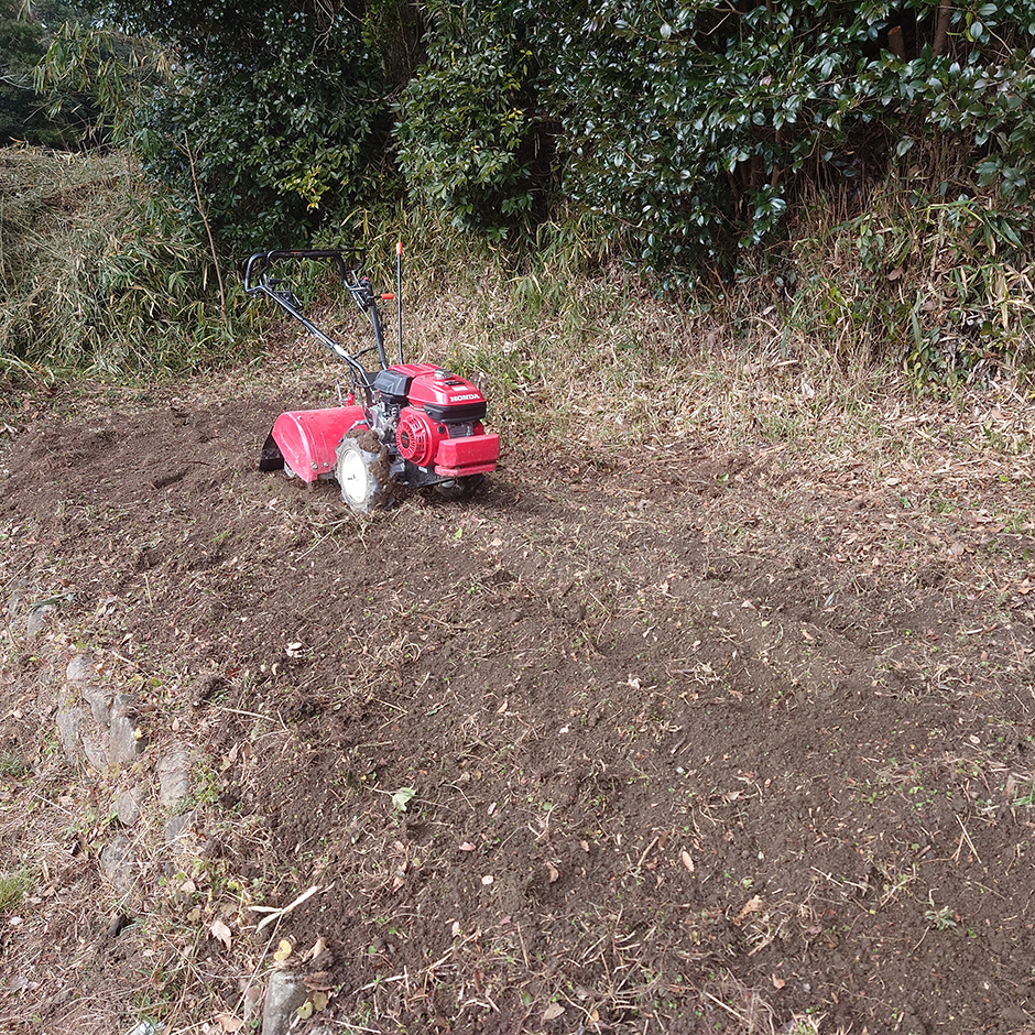 栽培絵日記／24年1月8（月/祝）曇【小さな畑】