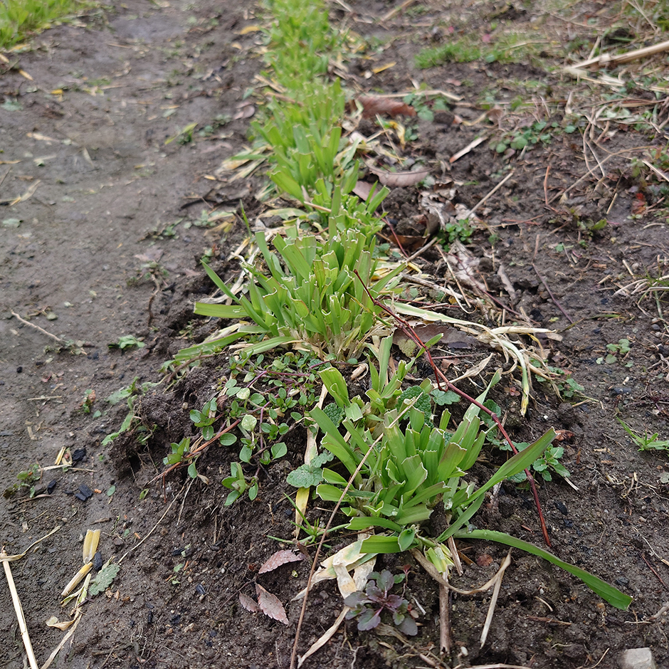 栽培絵日記/24年2月6日(火)晴【鹿による被害】