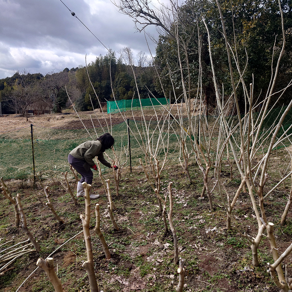 栽培絵日記/24年2月7日(水)曇【桑の枝を収穫する】
