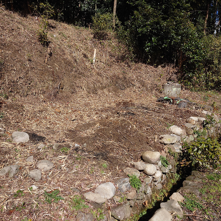 栽培絵日記／24年2月27日（火）晴【家庭菜園】