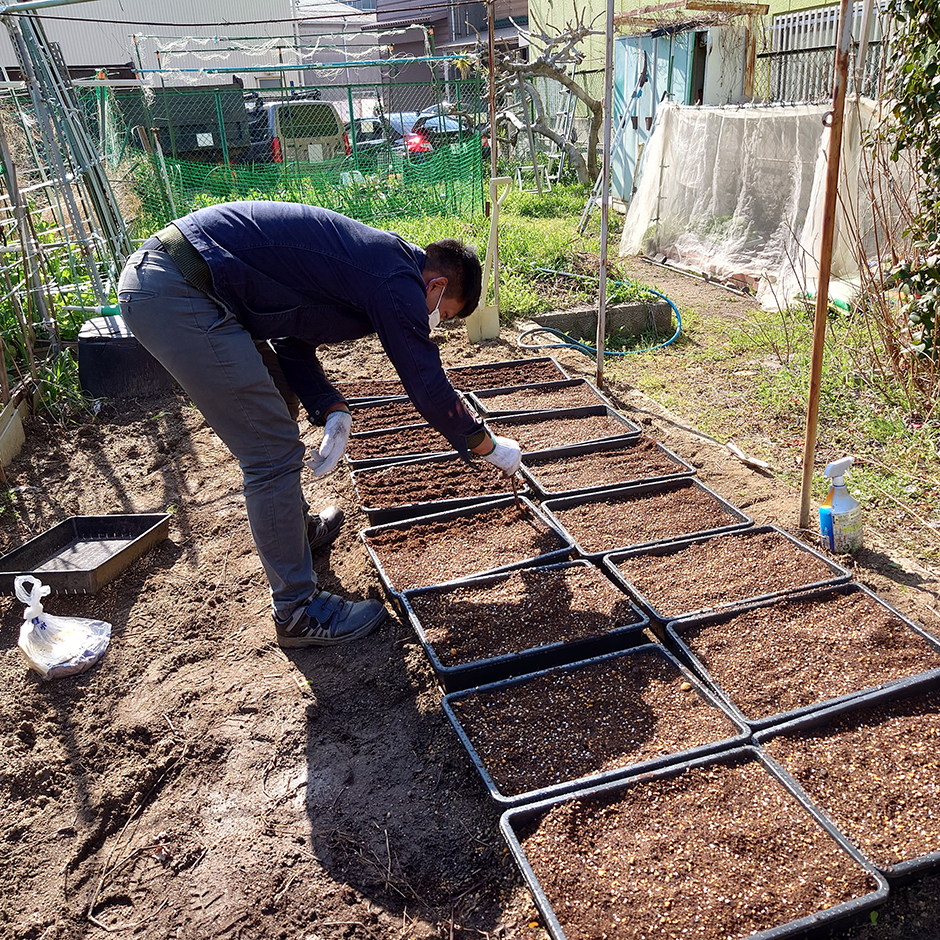 栽培絵日記/24年3月15日(金)晴【藍のタネをまく】