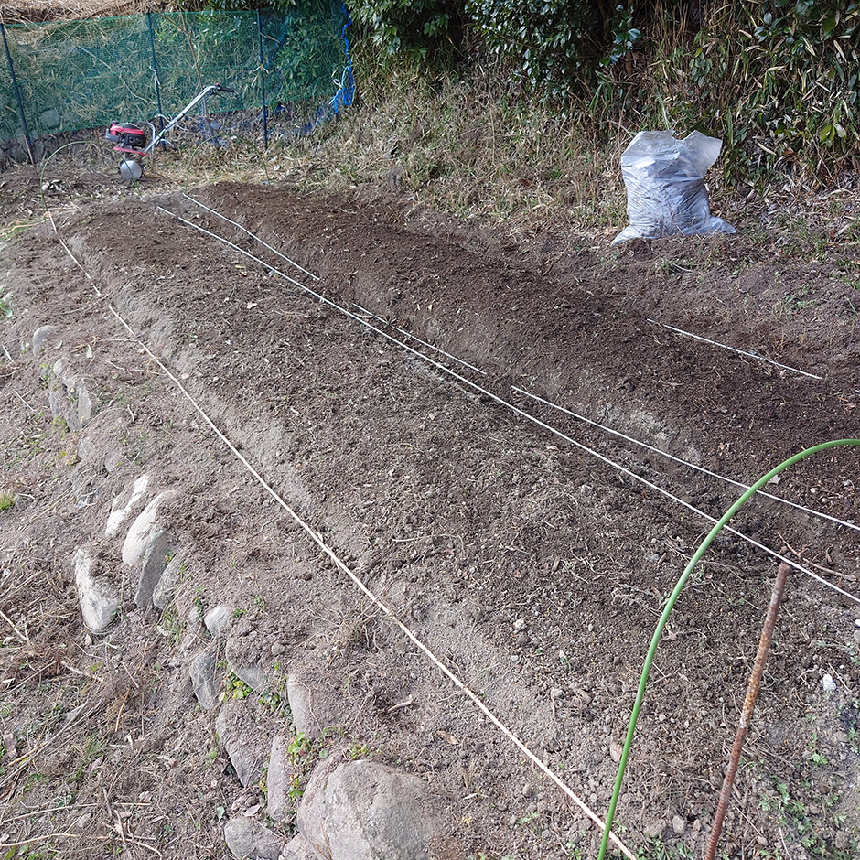 栽培絵日記／24年3月18日（月）晴【タネをまく】