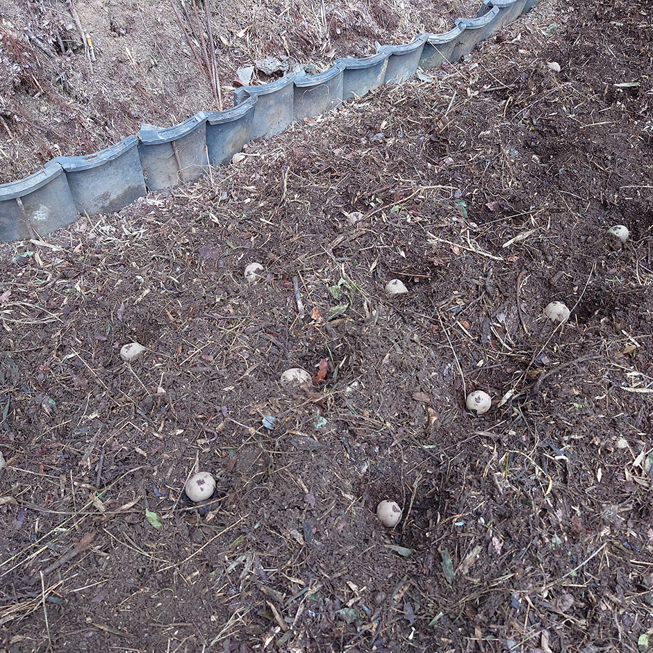 栽培絵日記／24年3月19日（火）曇【苧麻、ジャガイモ】