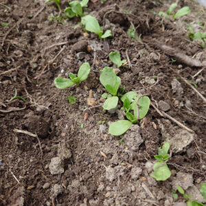 栽培絵日記／24年4月7日（火）曇【麦、紅花、そして獣害】