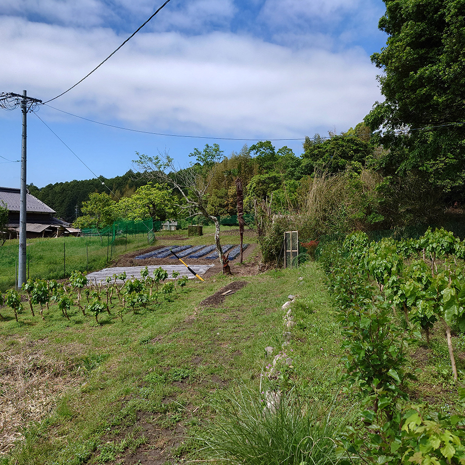 栽培絵日記／24年5月14日（火）晴【亜麻、その他】