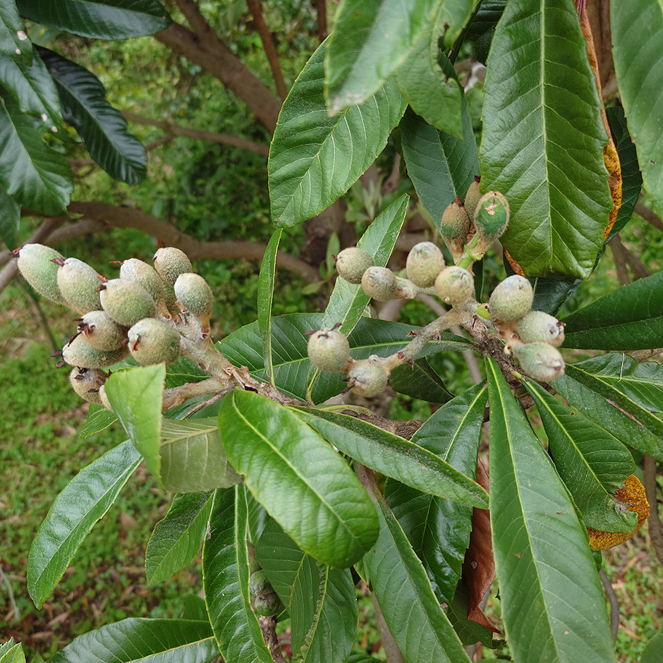 栽培絵日記／24年5月15日（水）曇【トウガラシ、その他】