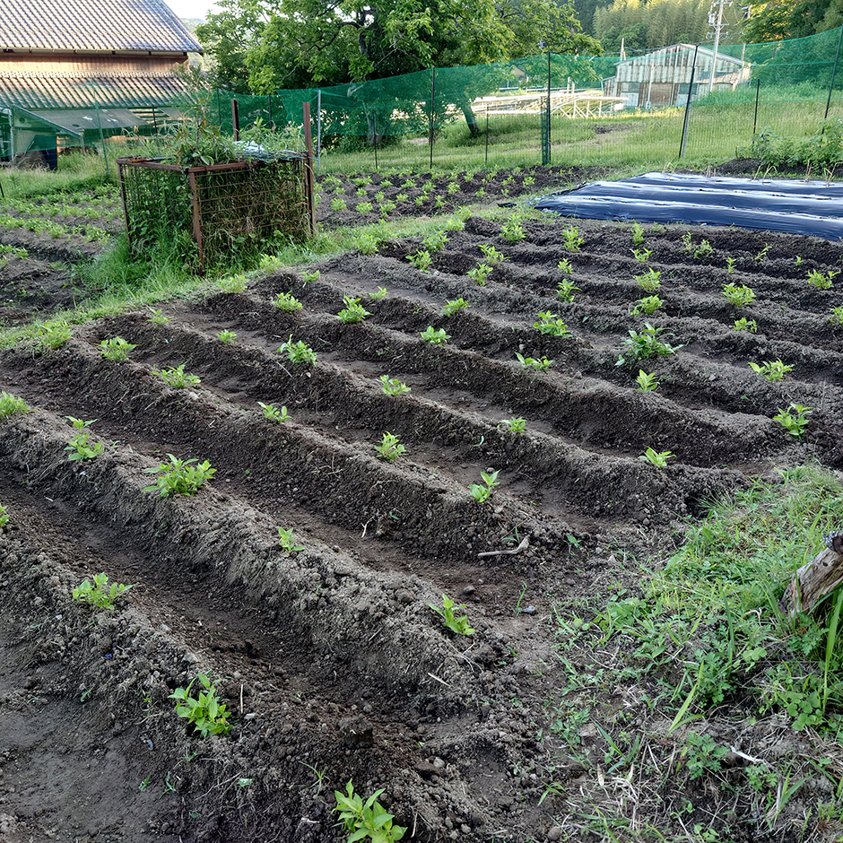 栽培絵日記／24年5月29日（水）曇【三角ホーで土寄せ】