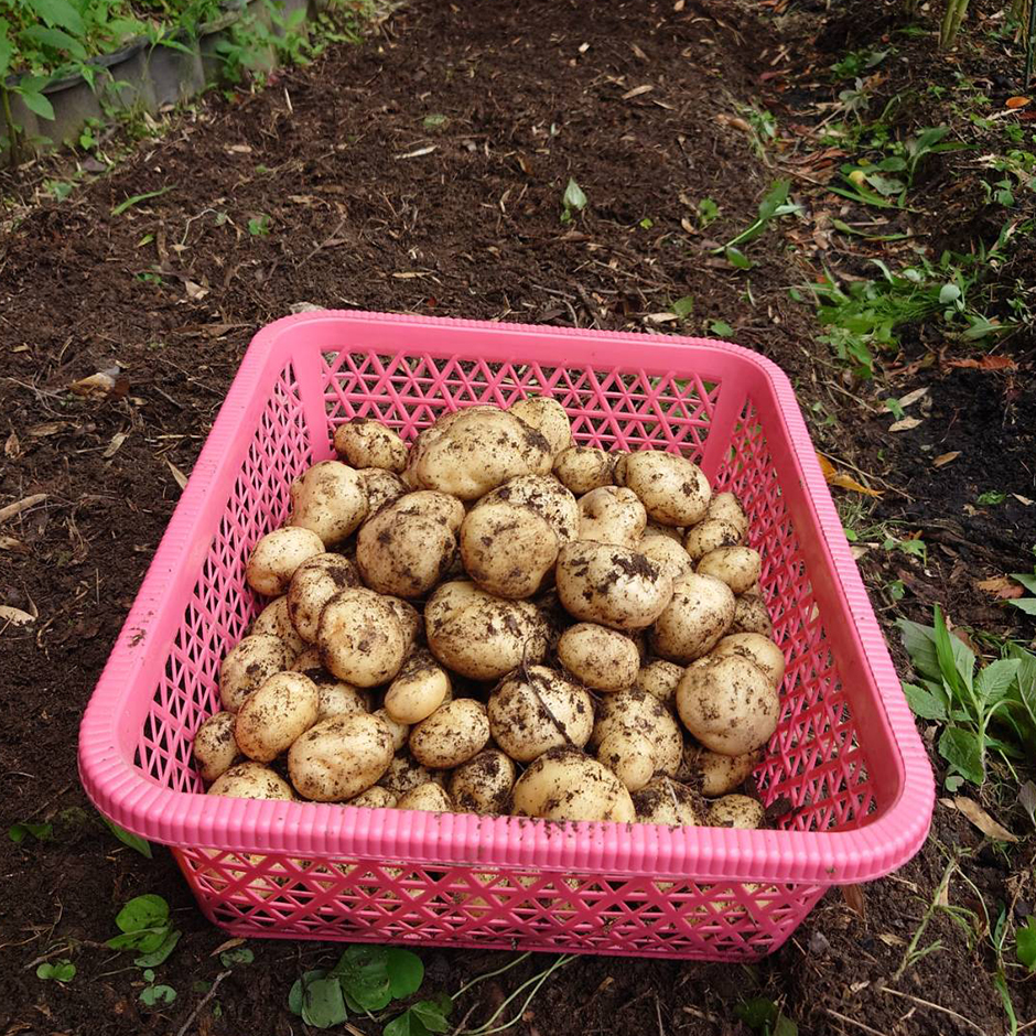 栽培絵日記／24年6月20日（木）曇【ジャガイモ】