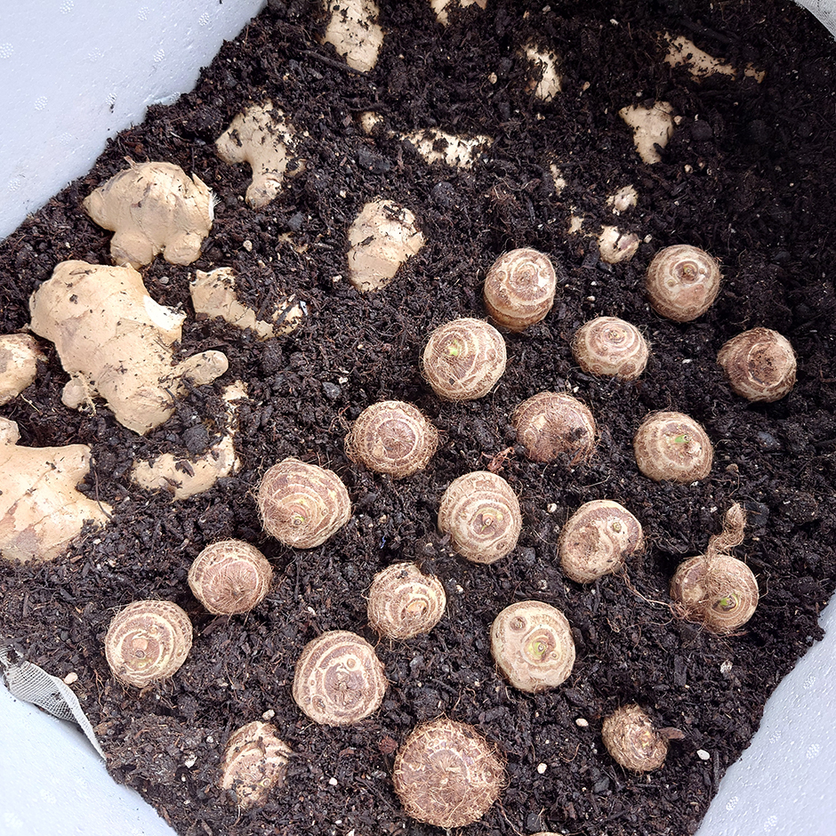 栽培絵日記/24年4月11日(木)晴【楮、生姜、里芋、苧麻】