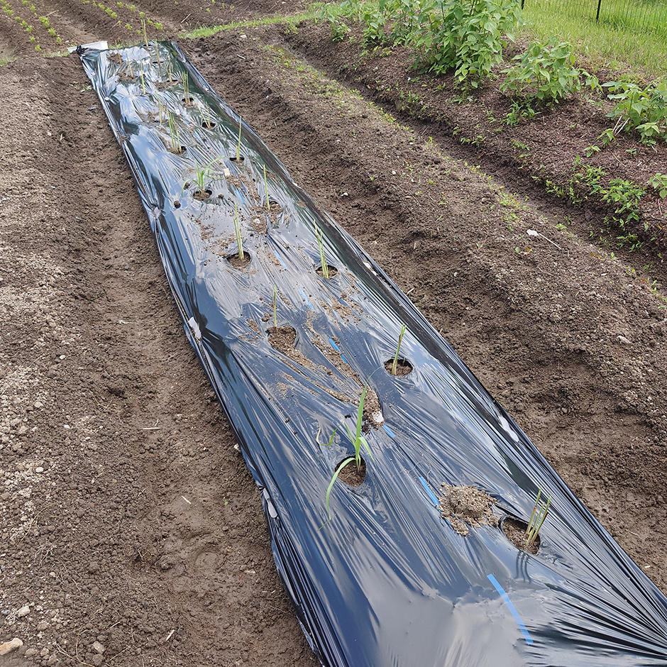 栽培絵日記/24年5月16日(木)晴【レモングラス、もち米、大豆】