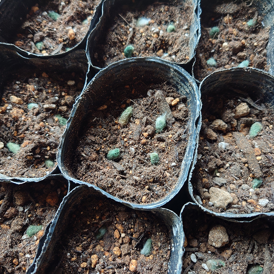 栽培絵日記／24年5月30日（木）晴【緑綿のタネをまく】