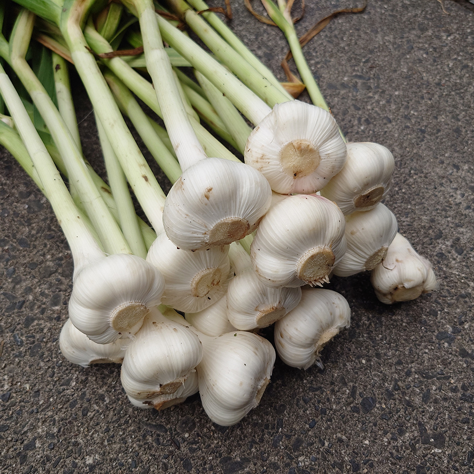 栽培絵日記／24年6月10日（月）曇のち晴【ニンニク、藍、和綿ほか】