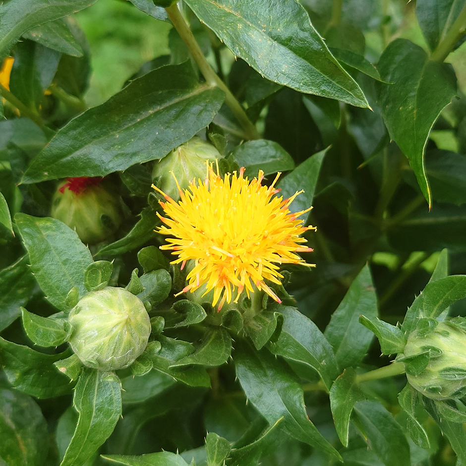 栽培絵日記/24年6月24日(月)曇【農業の現状】