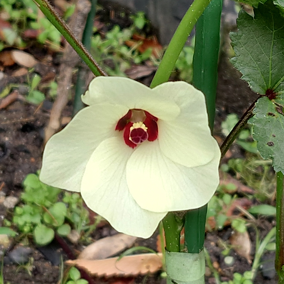 栽培絵日記／24年6月25日（火）曇【今日の作業】