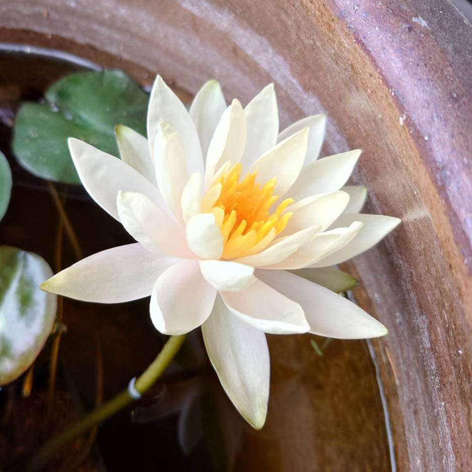 睡蓮の花が咲いた