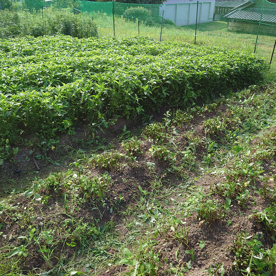 栽培絵日記／24年7月8日（月）晴【一番藍の収穫】