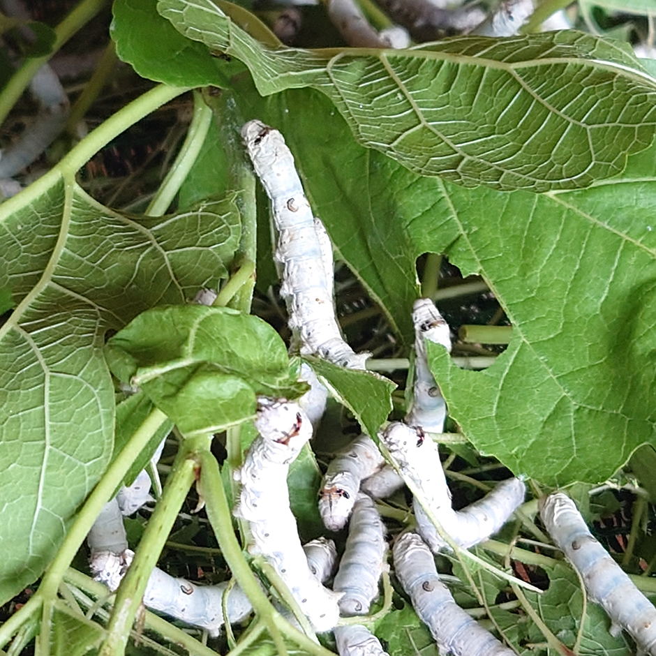 栽培絵日記/24年7月16日(火)晴【ひとつ屋シルク ほか】