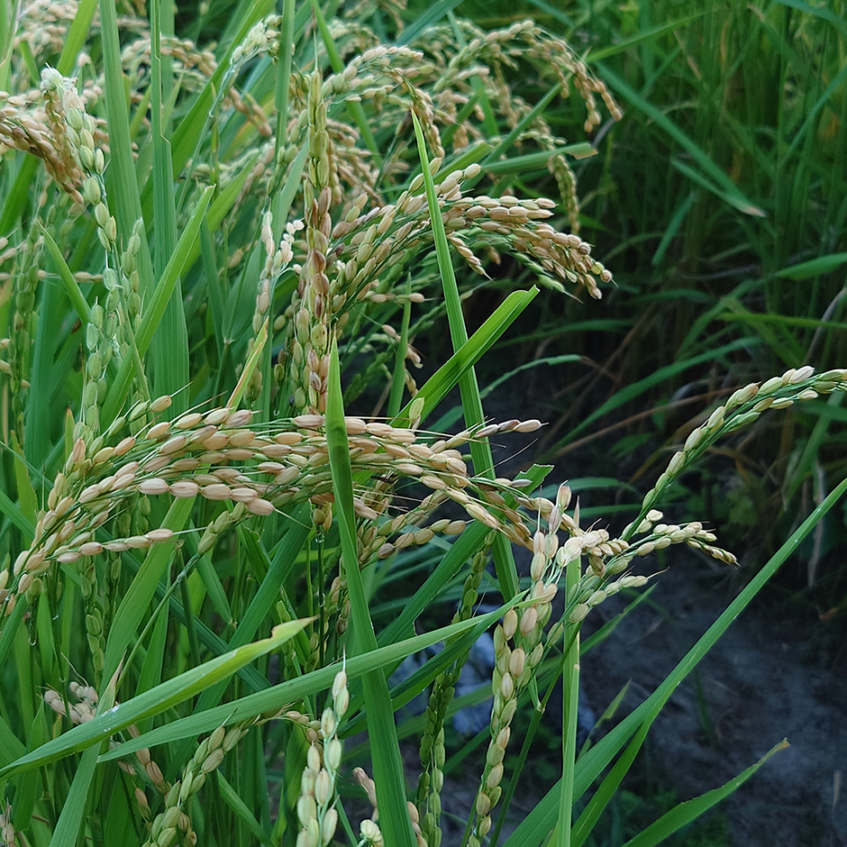 栽培絵日記/24年8月14日(火)晴【中間総評60点】