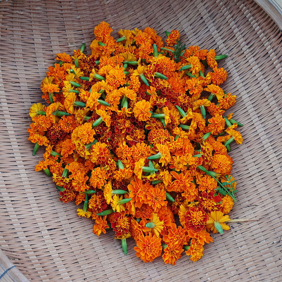 栽培絵日記/24年9月19日(木)晴【収穫が始まった】