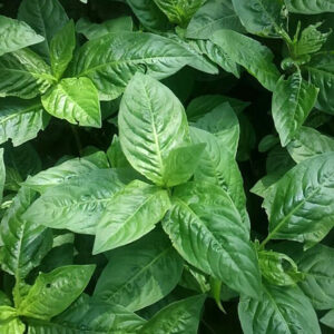 平成28年度「沈殿藍」づくり part1