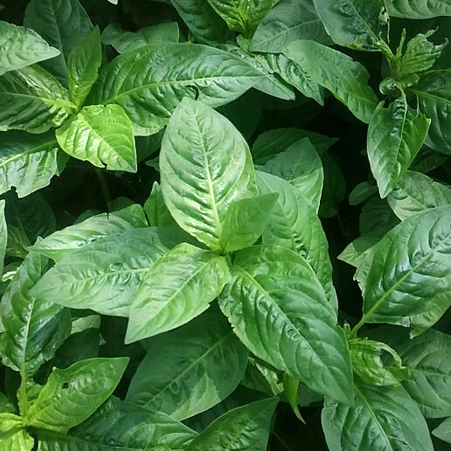 平成28年度「沈殿藍」づくり part1