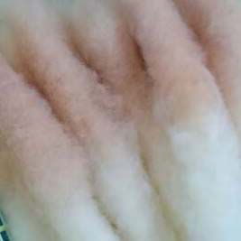 羊から毛糸を作る――桜で染める