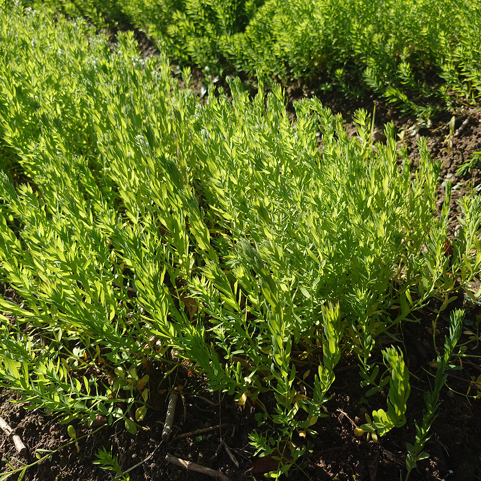 栽培絵日記/24年12月2日(月)晴【亜麻、紅花、和綿・洋綿、藍】