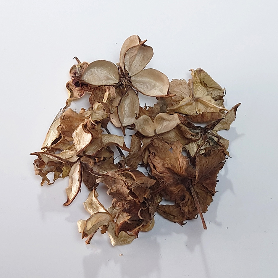 綿実(綿殻 ) 100g ◆ 草木染(材料)天然・草木染植物染料