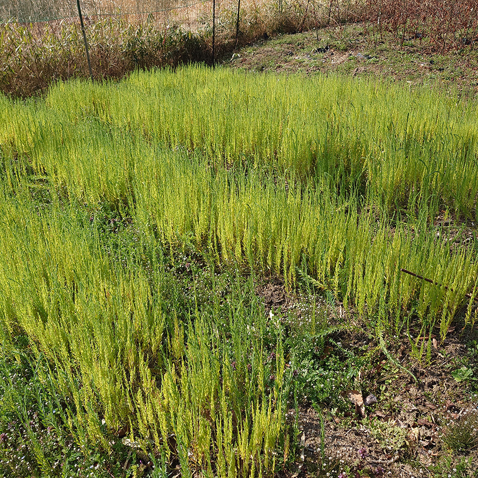 栽培絵日記/25年3月23日(月)晴【野良仕事始】