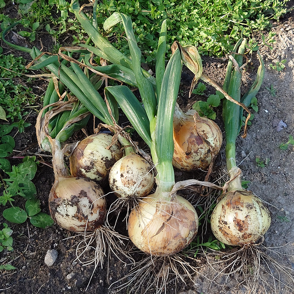 もうタマネギは買わない！って話