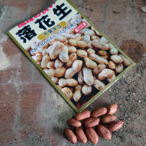 本日の１枚『落花生』