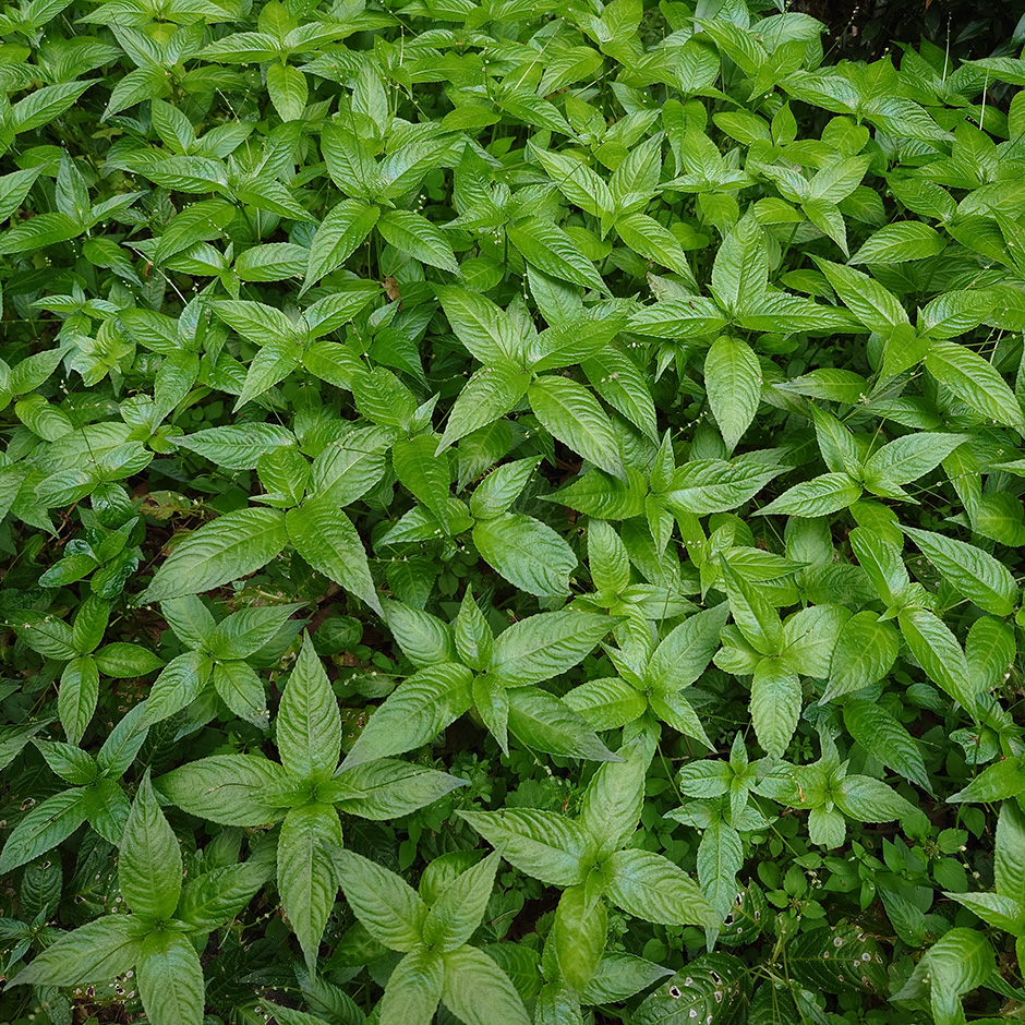 山藍(ヤマアイ)の栽培に成功!