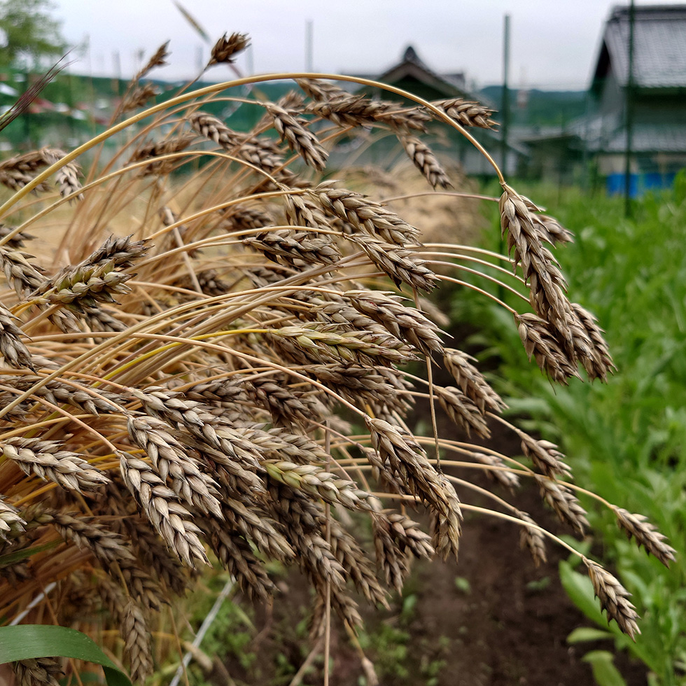 もう「麦茶」は買わない！って話