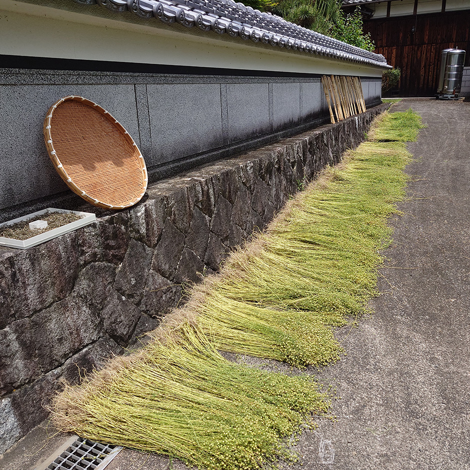 亜麻の収穫
