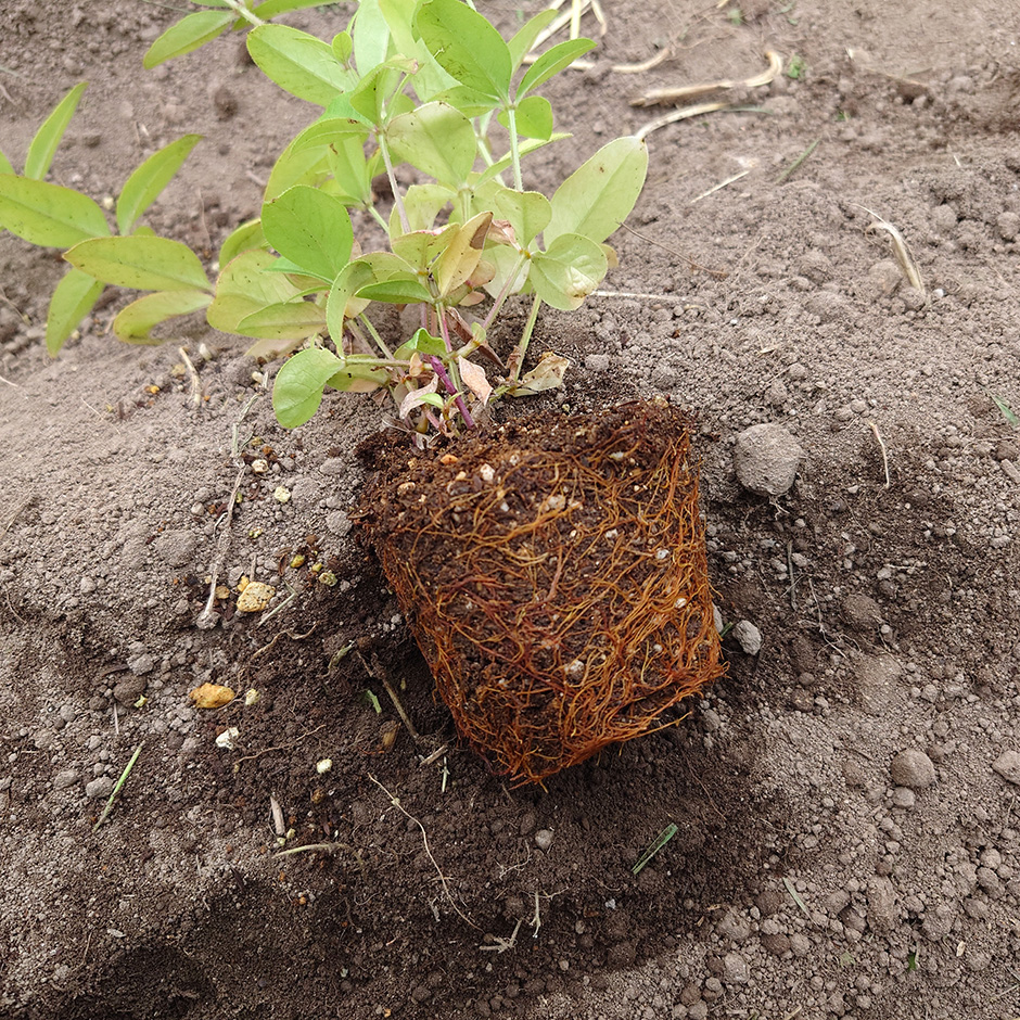 西洋茜の本格的な栽培をスタート