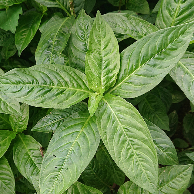 一日体験教室【藍の生葉染め】特別ワークショップ