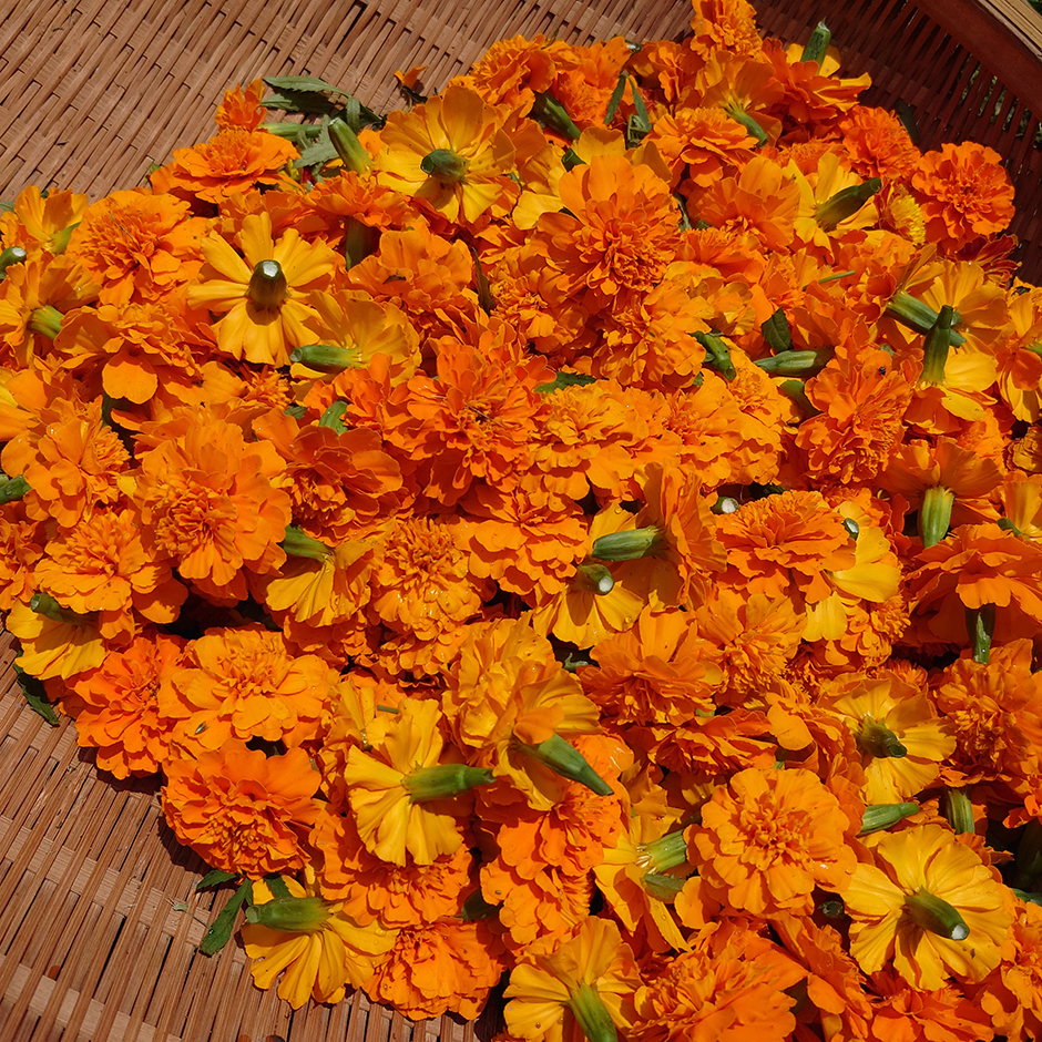 マリーゴールドの収穫が始まりました！