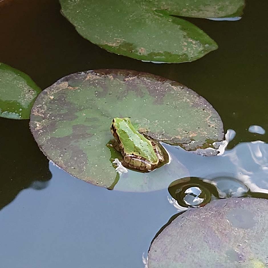 暑中お見舞い申し上げます。