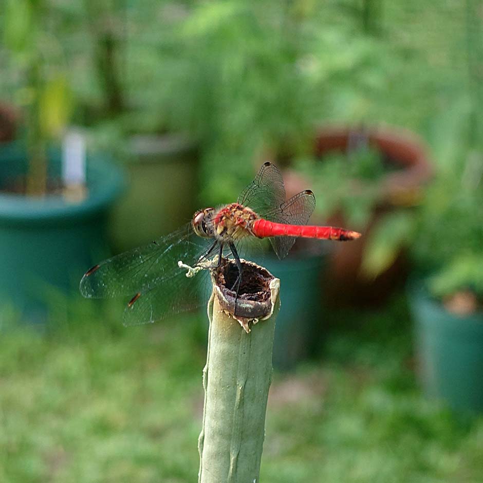 ちいさい秋みつけた