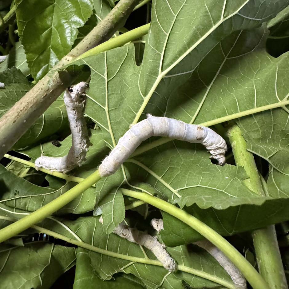 ひとつ屋シルク