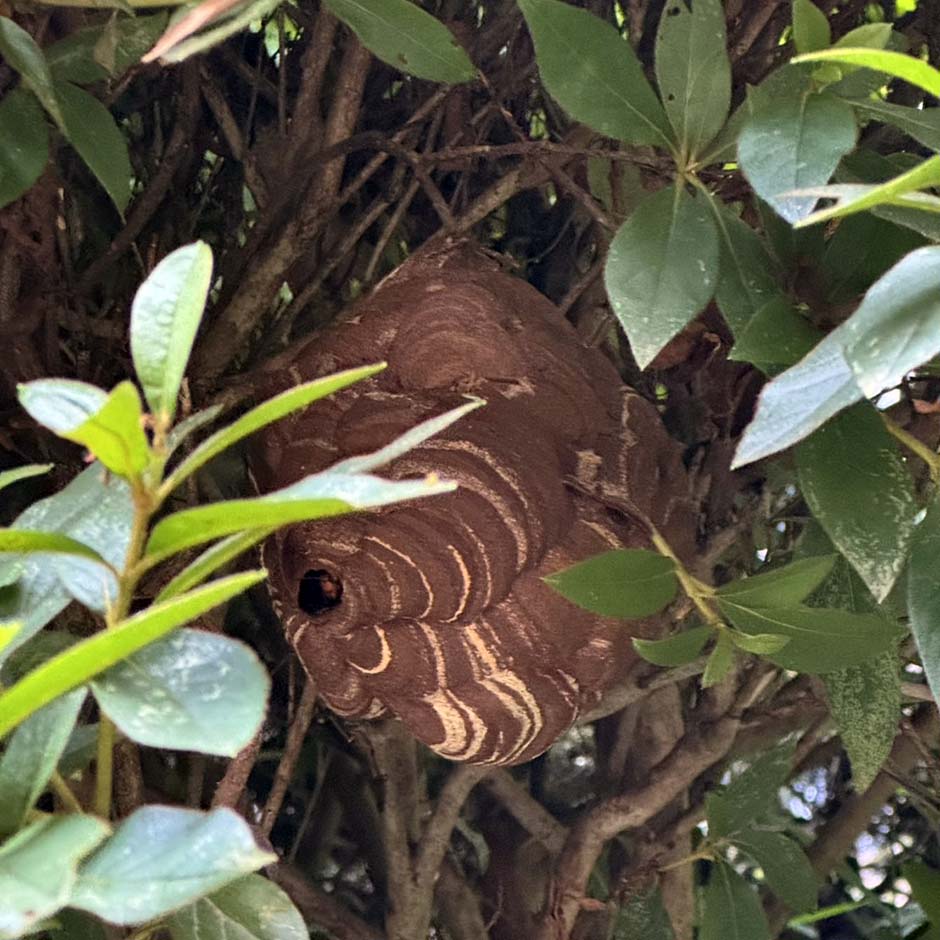 本日の一枚『スズメバチの巣』