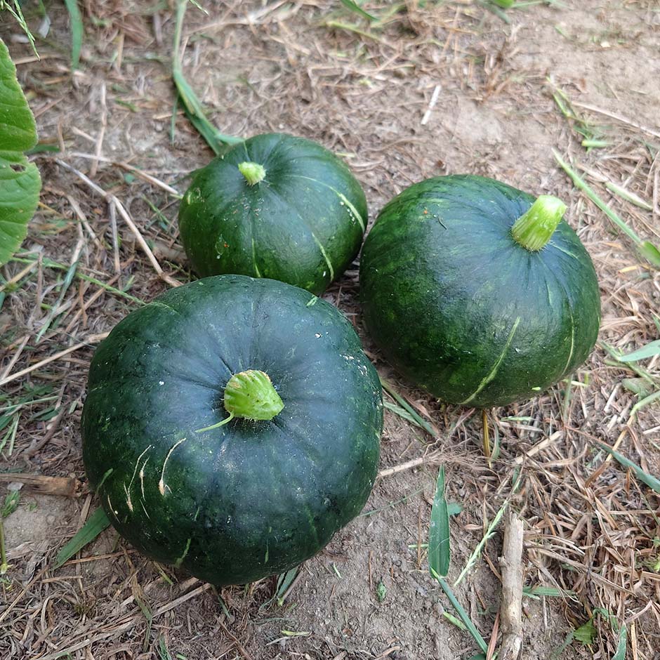 カボチャ いっただきま~す!!