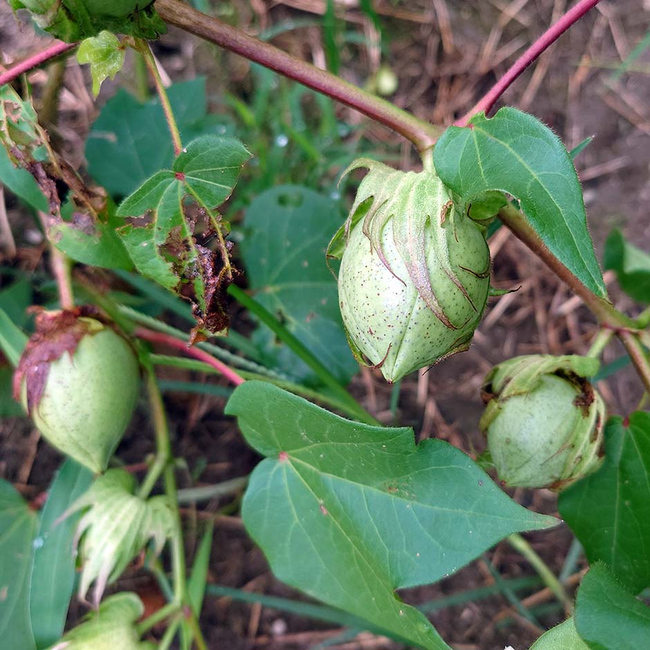 緑綿（りょくめん）製品の開発