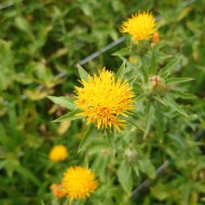 紅花（最上紅花）の種 50g ◆ 草木染（種苗）天然・草木染染料植物