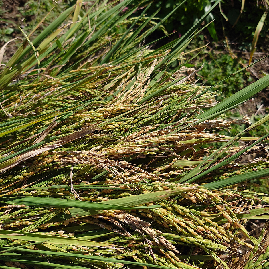 陸稲の畑で、自然に教えられること