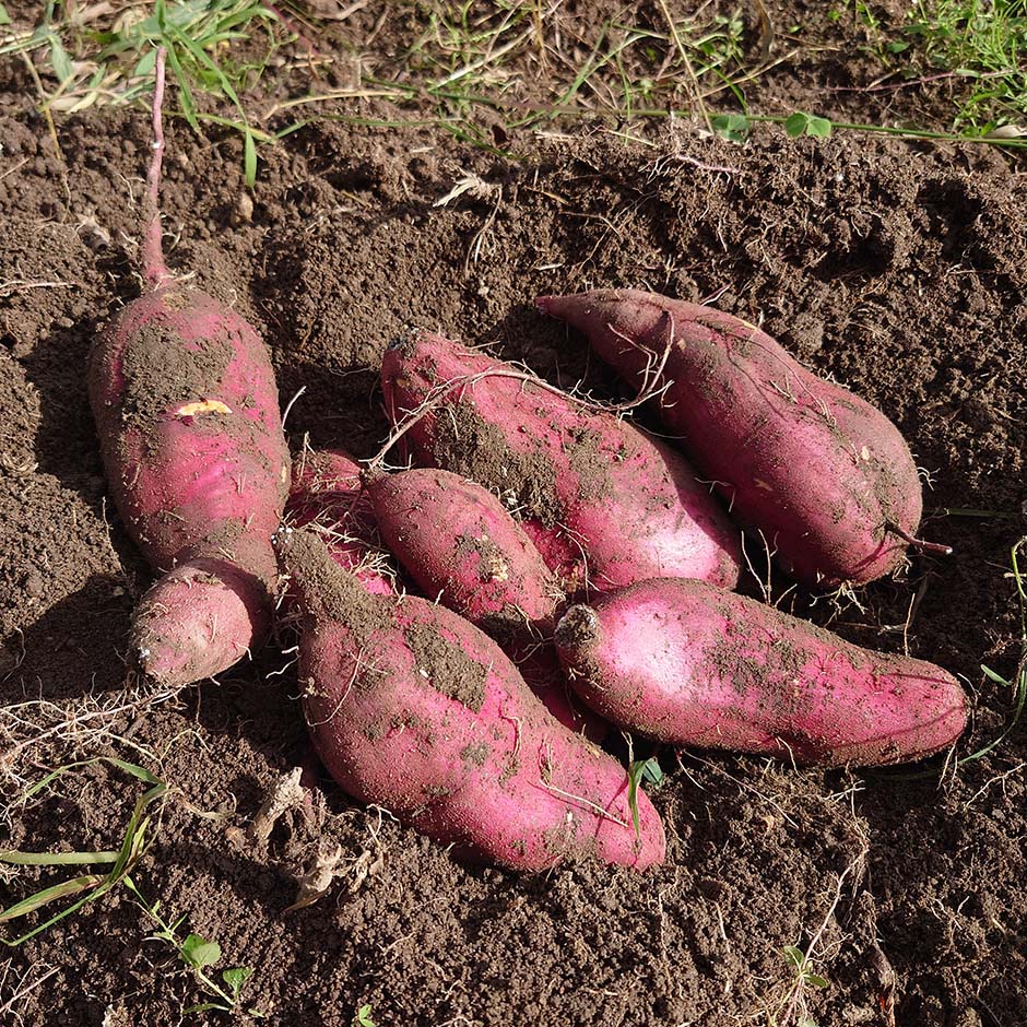 里山の秋の味覚！